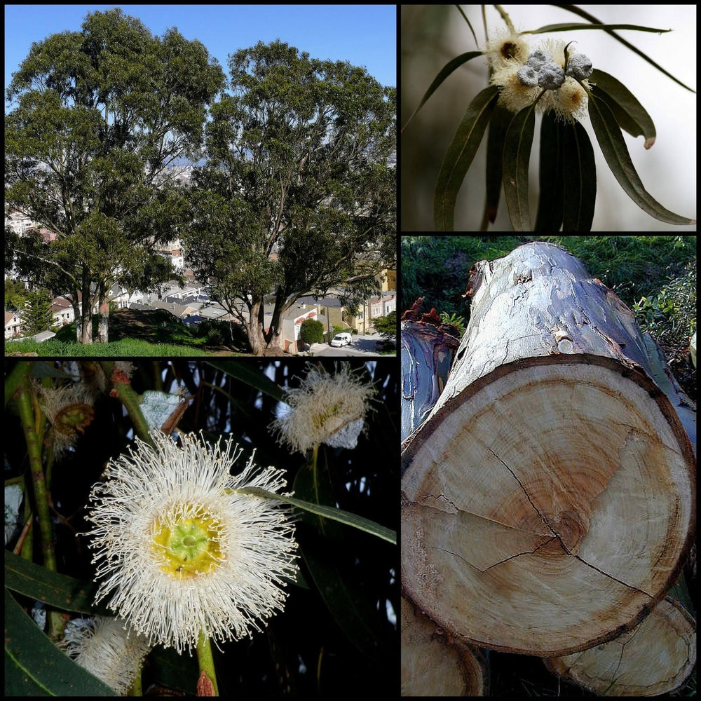 25 TASMANIAN Blue Gum TREE / EUCALYPTUS Globulus Flower Seeds