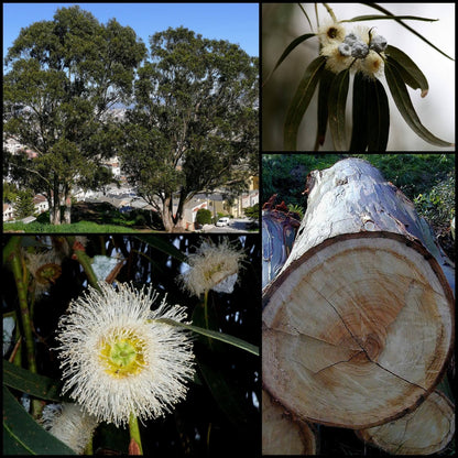 25 TASMANIAN Blue Gum TREE / EUCALYPTUS Globulus Flower Seeds