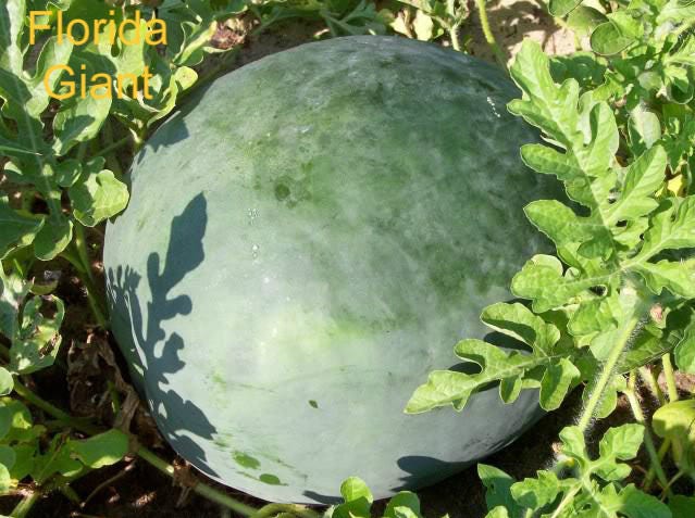 50 FLORIDA GIANT WATERMELON Cannon Ball Black Diamond Citrullus Fruit Seeds