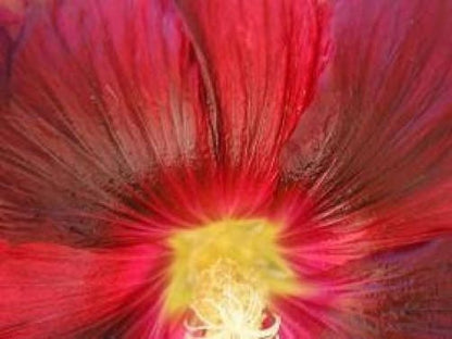 25 DARK RED HOLLYHOCK Alcea Rosea Flower Seeds Perennial