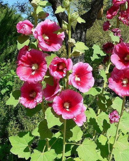 25 BRIGHT PINK HOLLYHOCK Alcea Rosea Flower Seeds Perennial