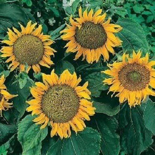 25 Sunspot Dwarf Sunflower (Helianthus Annuus) Seeds