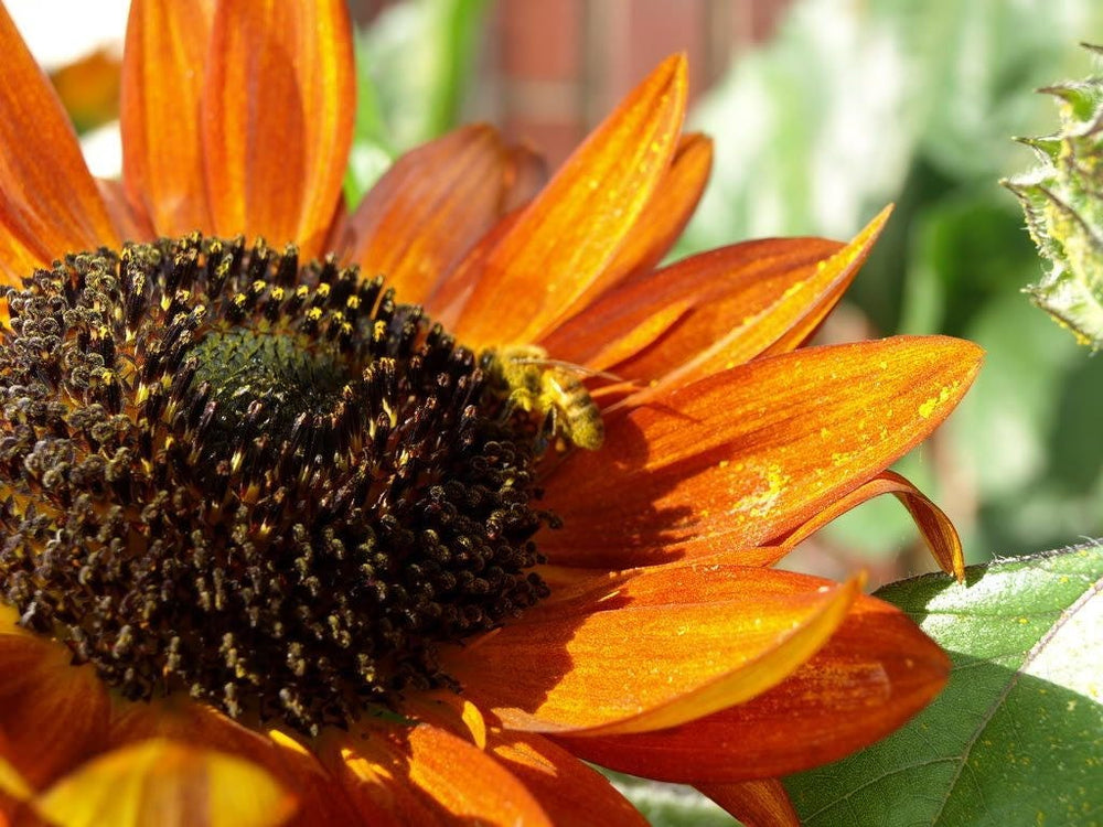 100 Evening Colors Sunflower (Helianthus Annuus) Seeds