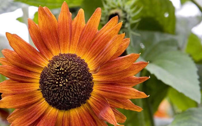 100 Evening Colors Sunflower (Helianthus Annuus) Seeds