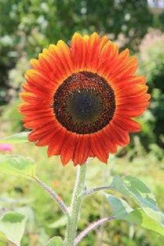100 Evening Colors Sunflower (Helianthus Annuus) Seeds