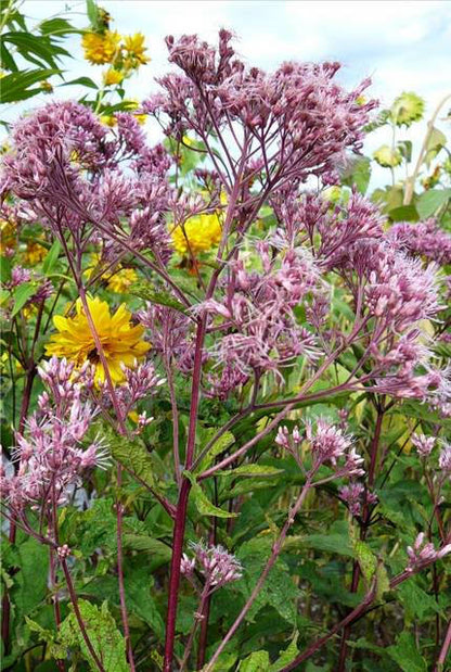 50 Pink JOE PYE WEED Eupatorium Maculatum Flower Seeds