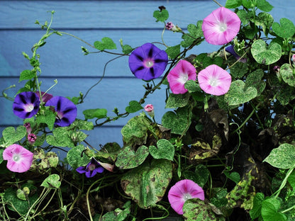 Mixed Morning Glory (Ipomoea purpurea) Seeds – 50 ct