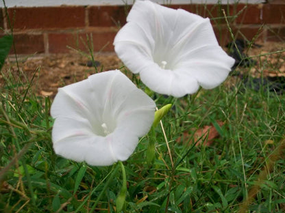 Mixed Morning Glory (Ipomoea purpurea) Seeds – 50 ct