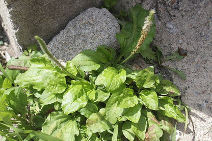 1000 CHINESE PLANTAIN Plantago Asiatica Herb Flower Seeds