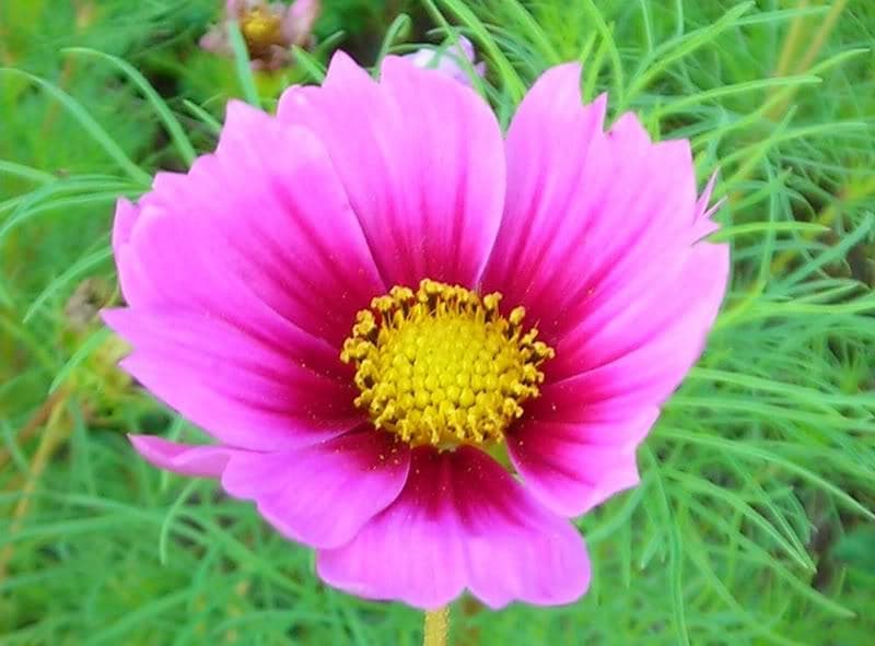 150 Cosmos Radiance (Cosmos Bipinnatus) Seeds
