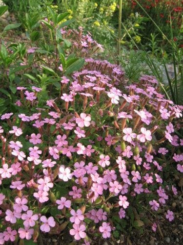 500 Pink Rock Soapwort (Saponaria Ocymoides) Seeds