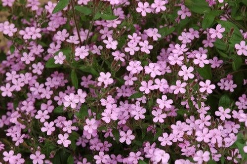500 Pink Rock Soapwort (Saponaria Ocymoides) Seeds