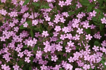 500 Pink Rock Soapwort (Saponaria Ocymoides) Seeds