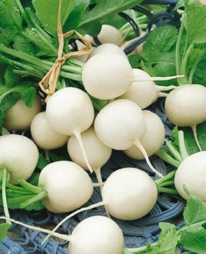 500 Hailstone White Globe Radish (Raphanus Sativus) Seeds