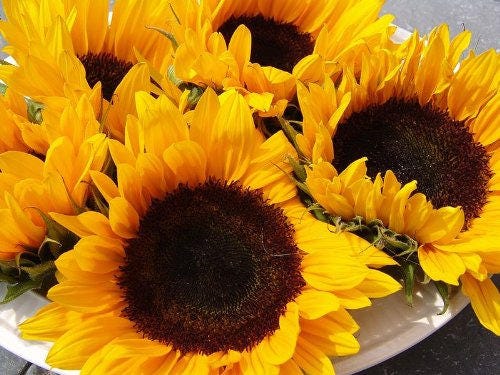25 Ebony and Gold (Helianthus Annuus) Seeds