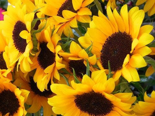 25 Ebony and Gold (Helianthus Annuus) Seeds