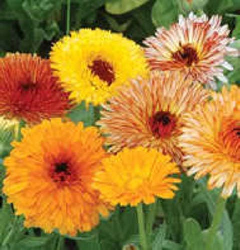 500 Pot Marigold (Calendula Officinalis) Seeds