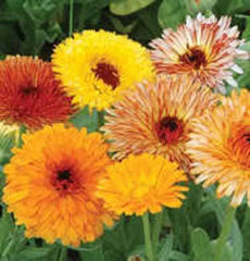 500 Pot Marigold (Calendula Officinalis) Seeds