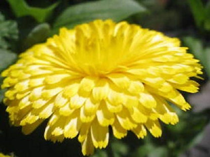 500 Pot Marigold (Calendula Officinalis) Seeds