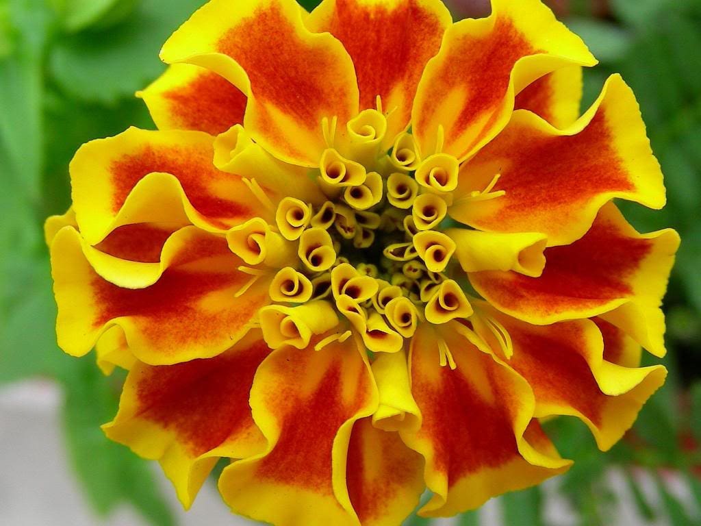 500 Pot Marigold (Calendula Officinalis) Seeds