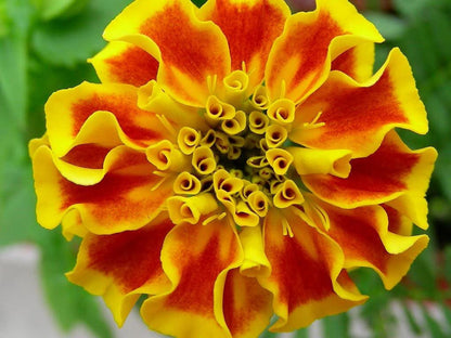 500 Pot Marigold (Calendula Officinalis) Seeds
