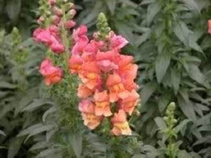 2000 NORTHERN LIGHTS Mix SNAPDRAGON Linaria Maroccana Flower Seeds