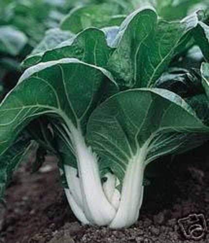 2000 Canton Pak Choi (Bok Choy / Chinese Cabbage) (Brassica Rapa Chinensis) Seeds