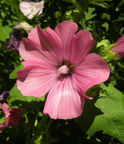 200 Rose Mallow (Hibiscus Lavatera Trimestris) Seeds
