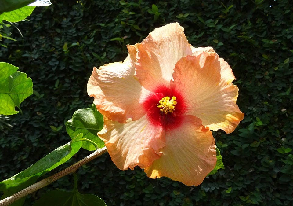 200 Rose Mallow (Hibiscus Lavatera Trimestris) Seeds