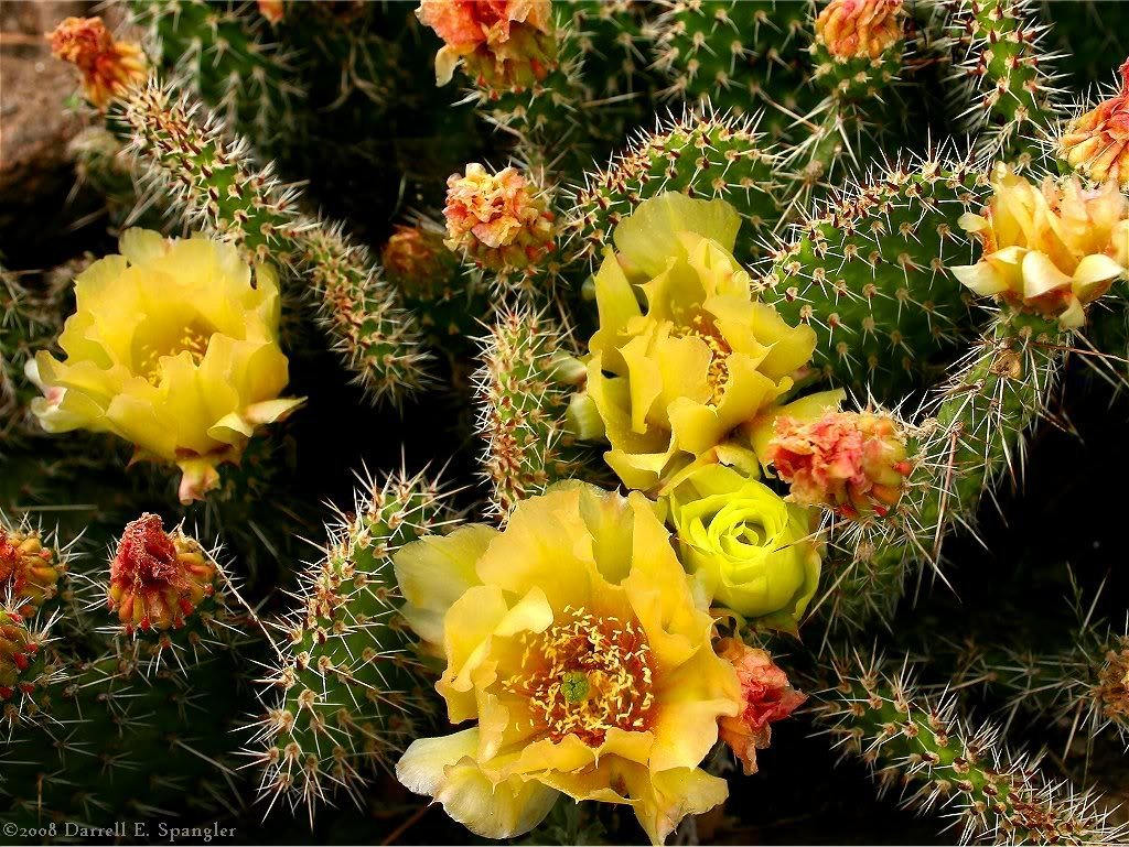 Yellow Prickly Pear (Opuntia ficus-indica) Seeds – 10 ct