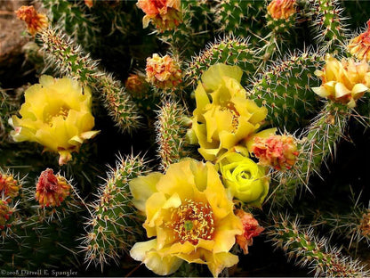 Yellow Prickly Pear (Opuntia ficus-indica) Seeds – 10 ct