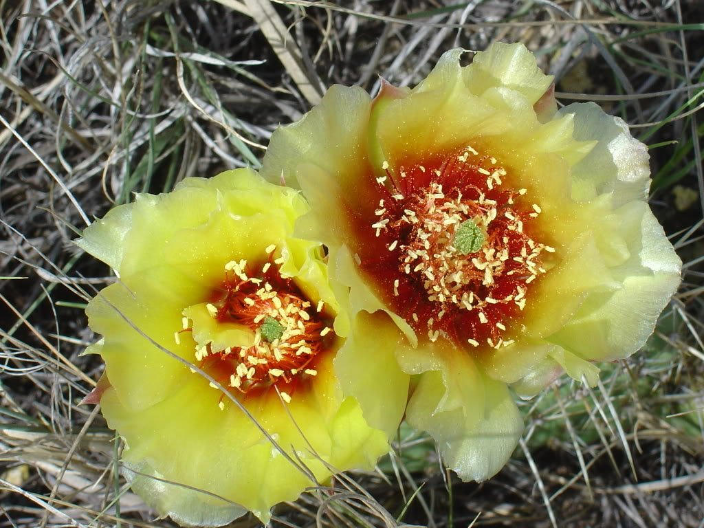 Yellow Prickly Pear (Opuntia ficus-indica) Seeds – 10 ct