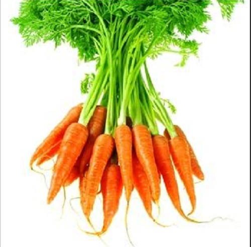 1500 Little Fingers Carrot (Daucus Carota) Seeds
