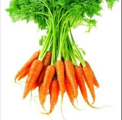 1500 Little Fingers Carrot (Daucus Carota) Seeds