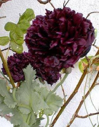 250 Black Peony Poppy (Papaver Peoniflorum) Seeds