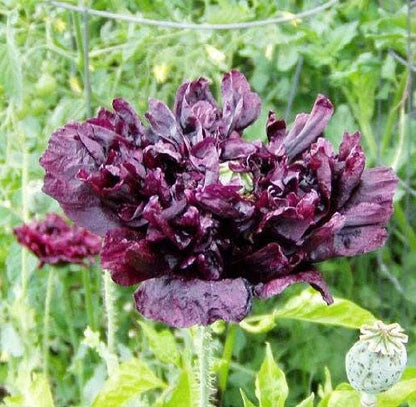 250 Black Peony Poppy (Papaver Peoniflorum) Seeds