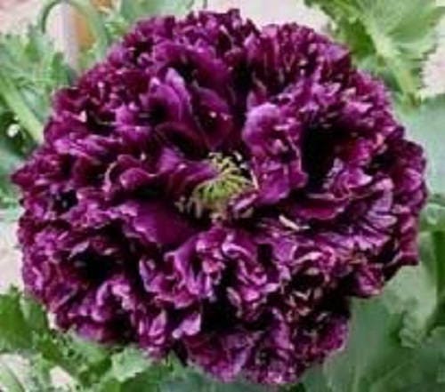 250 Black Peony Poppy (Papaver Peoniflorum) Seeds