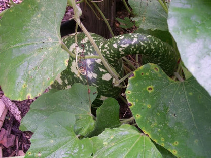 15 Gooseneck/Bottle/Swan Gourd (Lagenaria Siceraria) Seeds