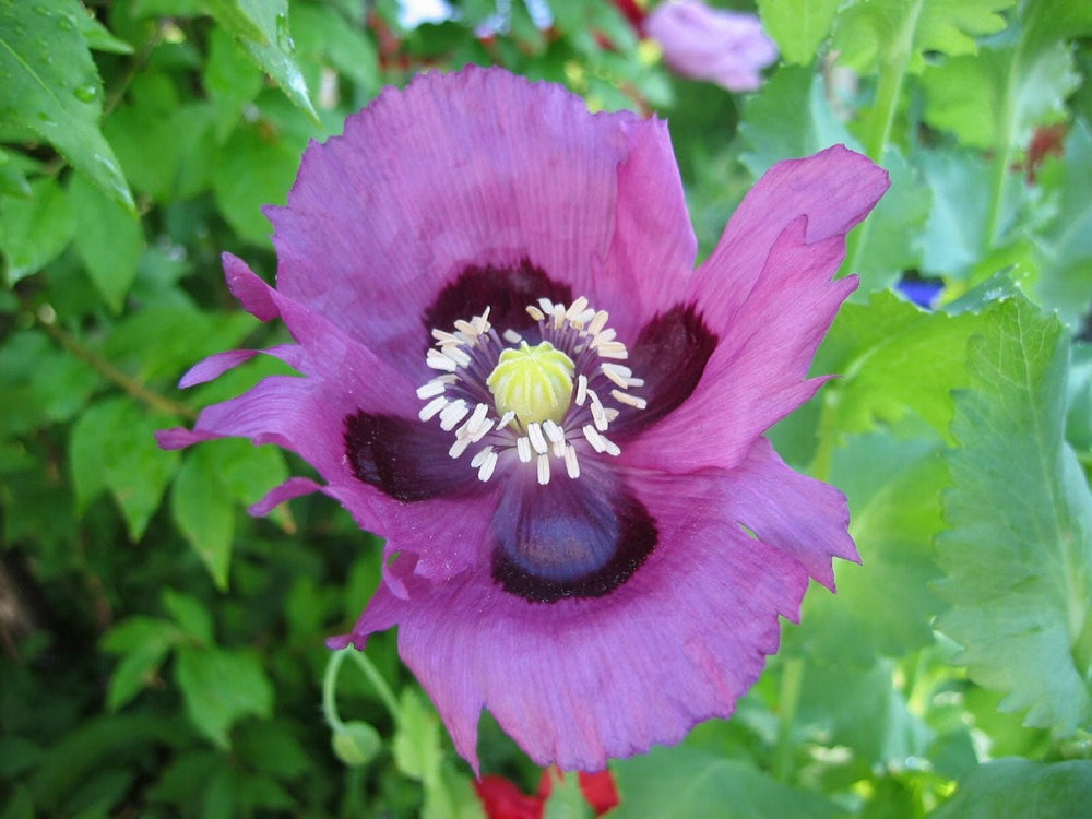 400 Persian Blue Poppy (Papaver Somniferum) Seeds