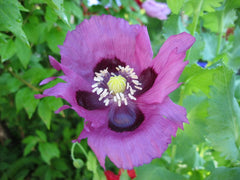 400 Persian Blue Poppy (Papaver Somniferum) Seeds