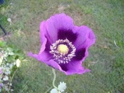 400 Persian Blue Poppy (Papaver Somniferum) Seeds