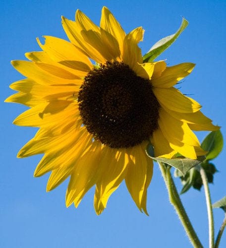 50 Skyscraper Sunflower (Helianthus Annuus) Seeds