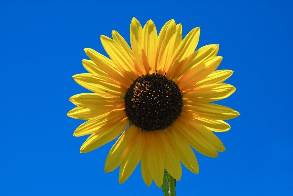 50 Skyscraper Sunflower (Helianthus Annuus) Seeds