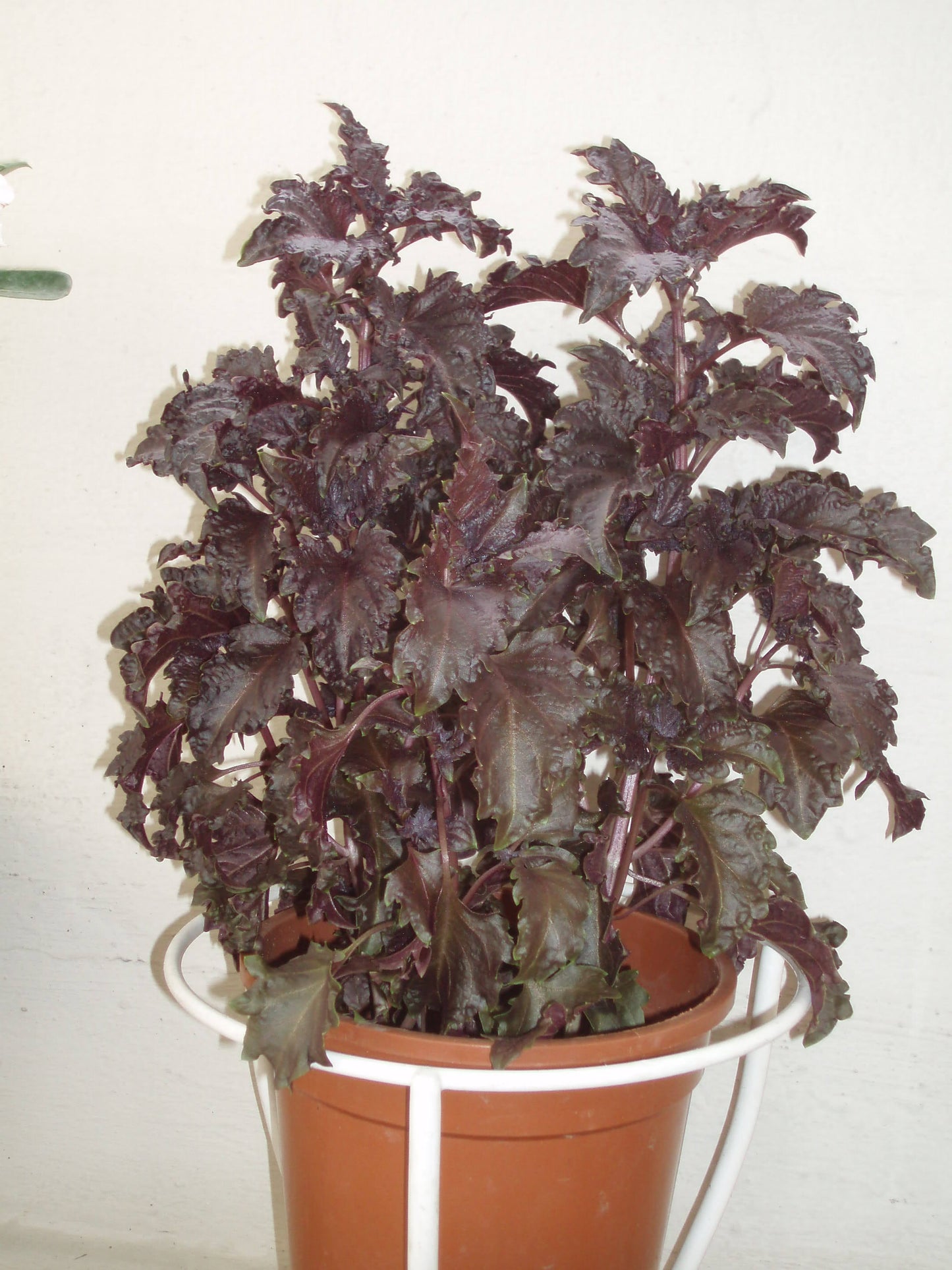 500 Dark Opal Basil (Ocimum Basilicum) Seeds