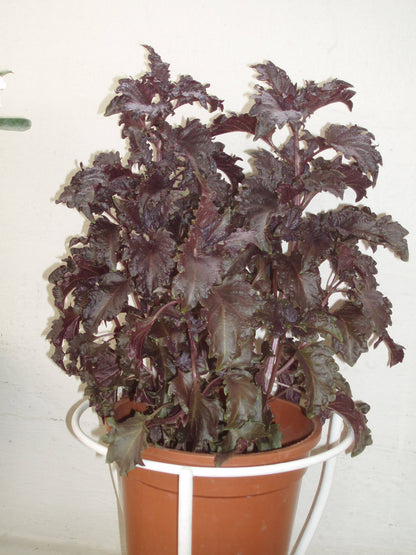 500 Dark Opal Basil (Ocimum Basilicum) Seeds