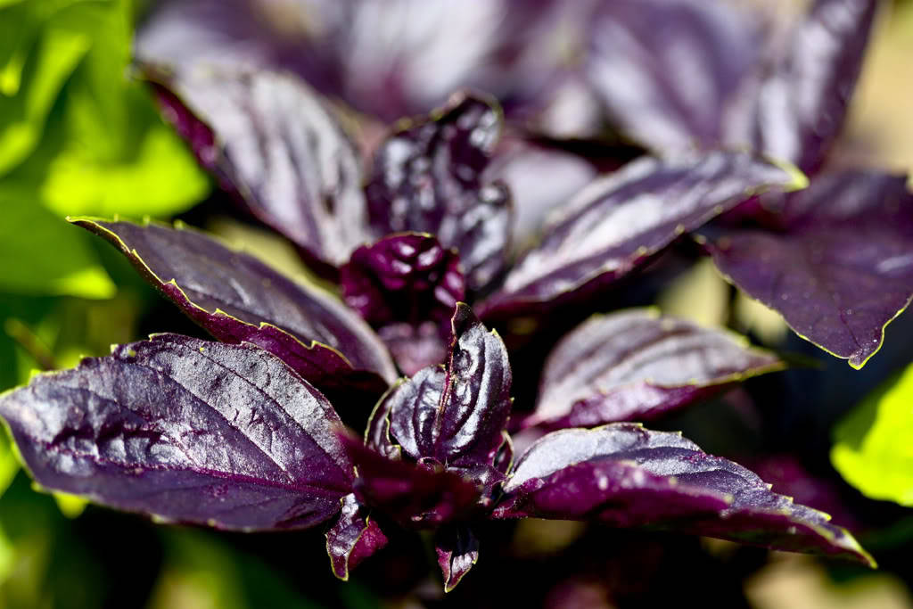 500 Dark Opal Basil (Ocimum Basilicum) Seeds