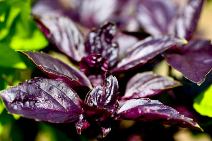 500 Dark Opal Basil (Ocimum Basilicum) Seeds