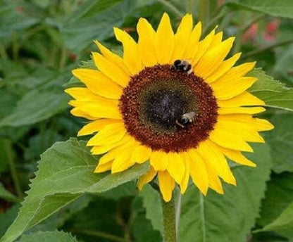 75 MAMMOTH GREY Stripe SUNFLOWER Helianthus Annuus Flower Seeds