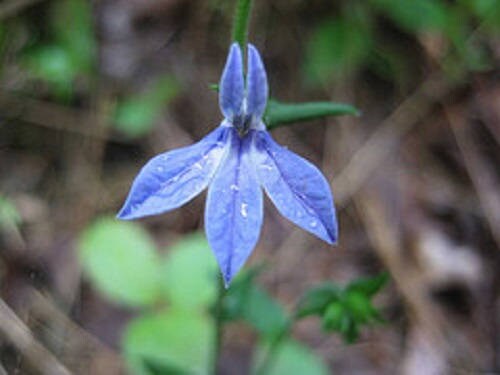 250 Indian Tobacco (Lobelia Inflata) Seeds