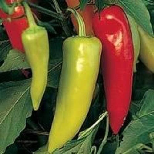 300 Hungarian Hot Wax/Hot Banana Pepper (Capsicum Annuum) Seeds